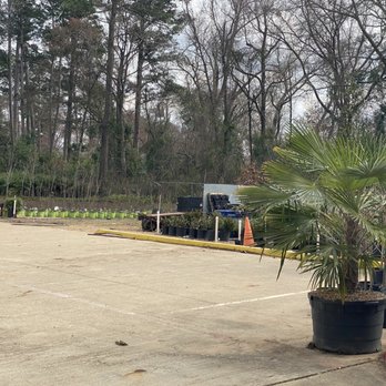 Longview Garden - a palm tree in a parking lot - Landscaping Near Me - Longview, Texas Longview Garden - a palm tree in a parking lot - Landscaping Near Me - Longview, Texas