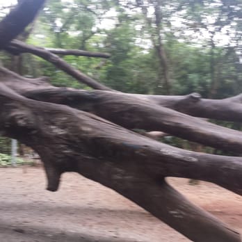 Parque Prefeito Celso Daniel - Old tree just right for playing on - Parks Near Me - Santo André, SP