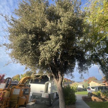 Arbortech Tree Care - Pre-pruned trees - Tree Services Near Me - Hayward, California
