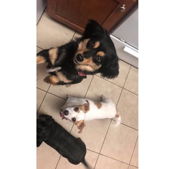 Malibu Care Services - Little beggars - Pet Sitting Near Me Malibu Care Services - Little beggars - Pet Sitting Near Me