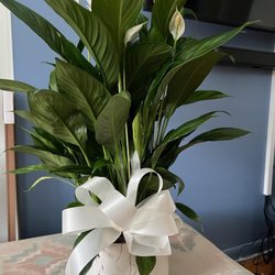 Gordon Florist - Plant delivered l.
