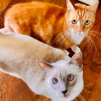 Extended Arms Pet Care LLC Philly - Pet Sitting Near Me Extended Arms Pet Care LLC Philly - Pet Sitting Near Me