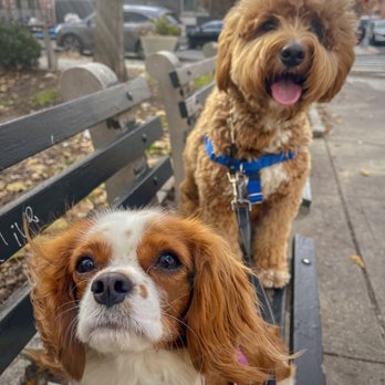Not The Rug - Happy kids - Dog Walkers Near Me - Brooklyn, New York Not The Rug - Happy kids - Dog Walkers Near Me - Brooklyn, New York