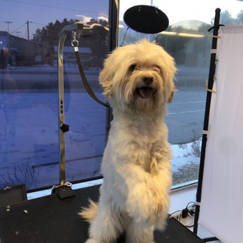 Doggy Stylz - Just waving during my groom! - Pet Groomers Near Me - Pequot Lakes, Minnesota Doggy Stylz - Just waving during my groom! - Pet Groomers Near Me - Pequot Lakes, Minnesota
