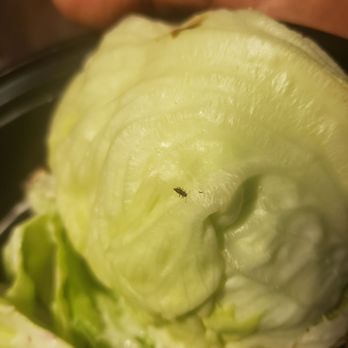 Santora's Pizza Pub & Grill - Wedge salad with vermin in it. - Pubs Near Me - Cheektowaga, New York Santora's Pizza Pub & Grill - Wedge salad with vermin in it. - Pubs Near Me - Cheektowaga, New York