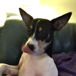 Visions of... duck jerky.. dances in her head!