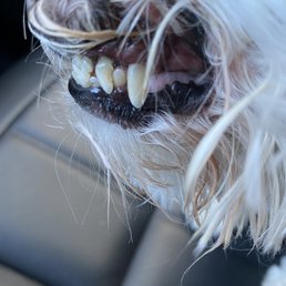 My dogs teeth after cleaning My dogs teeth after cleaning