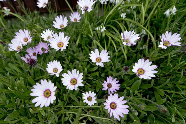 YHA Lulworth Cove by null