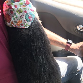 Royal Paws Pet Spa - Groom and Teeth Cleaning - Pet Groomers Near Me - Plantation, Florida Royal Paws Pet Spa - Groom and Teeth Cleaning - Pet Groomers Near Me - Plantation, Florida