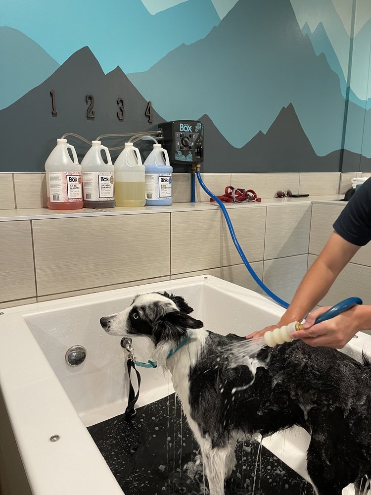 PET SPAWT Updated October 2024 30 Photos & 41 Reviews 4898 S