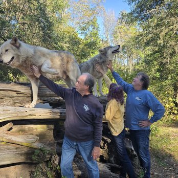 Seacrest Wolf Preserve - Paw up, give me more love - Zoos Near Me - Chipley, Florida Seacrest Wolf Preserve - Paw up, give me more love - Zoos Near Me - Chipley, Florida