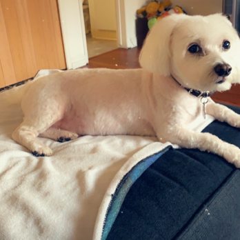 PetSmart - After :) - Pet Groomers Near Me - Torrance, California