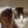 Photo of Pet Sitting by Lynda