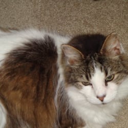 Pet Sitting by Lynda