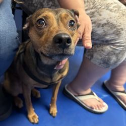 Mayfair Pet Hospital - Roxy