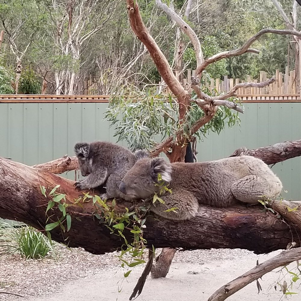 Moonlit Sanctuary - Father and son koalas - Zoos Near Me - Pearcedale, VIC Moonlit Sanctuary - Father and son koalas - Zoos Near Me - Pearcedale, VIC