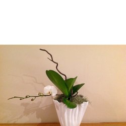 Mickey's Orchids