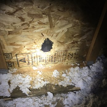 Phantom Pest Control - Vancouver - Attic - Structural damage by Raccoons - Pest Control Near Me - Vancouver, British Columbia Phantom Pest Control - Vancouver - Attic - Structural damage by Raccoons - Pest Control Near Me - Vancouver, British Columbia