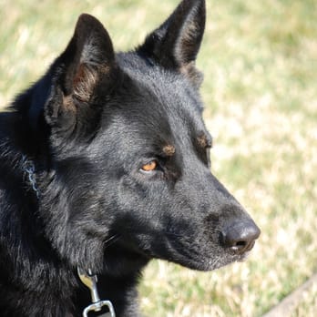 big basin dog boarding