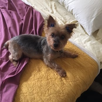 Paws For Elegance - Gigi freshly groomed at Paws for Elegance - Pet Groomers Near Me - Sherwood, Oregon Paws For Elegance - Gigi freshly groomed at Paws for Elegance - Pet Groomers Near Me - Sherwood, Oregon
