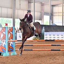 Equine International Stables - Adult Jumpers - Pin Oak