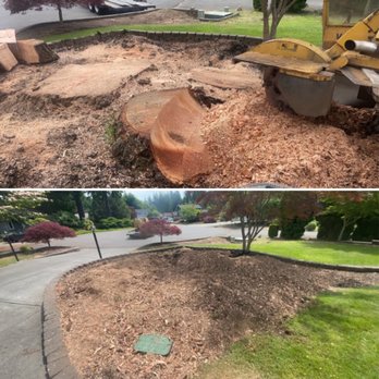 Northwest Tree Care Service - Before and After. - Tree Services Near Me - Olympia, Washington Northwest Tree Care Service - Before and After. - Tree Services Near Me - Olympia, Washington