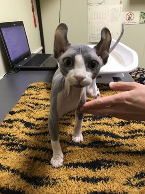 hawthorne veterinary clinic