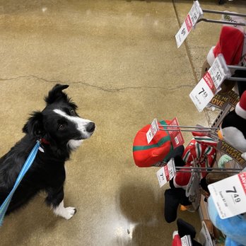 PetSmart - Toys! - Pet Training Near Me - Eugene, Oregon