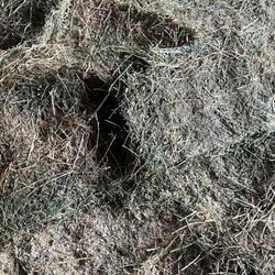 Western Ranch & Pet Supply - Mold