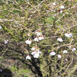 Aberglasney Historic House & Garden