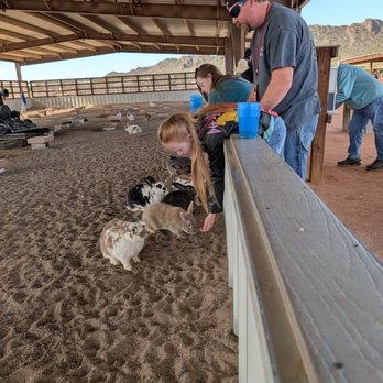 Rooster Cogburn Ostrich Ranch - Petting Zoos Near Me - Picacho, Arizona Rooster Cogburn Ostrich Ranch - Petting Zoos Near Me - Picacho, Arizona