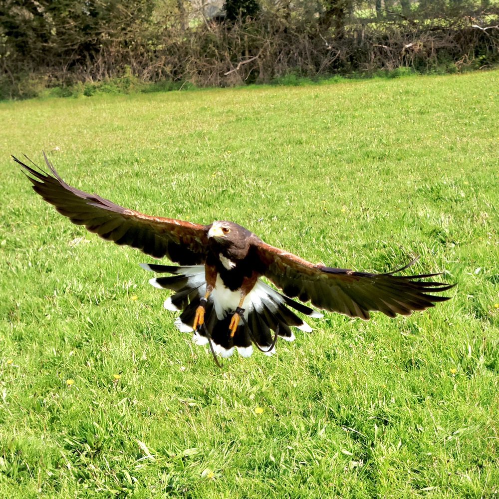 Falconry Kerry - Tours Near Me - Inchicullane, Kentucky Falconry Kerry - Tours Near Me - Inchicullane, Kentucky