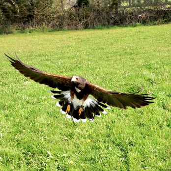 Falconry Kerry - Tours Near Me - Inchicullane, Kentucky