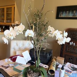 Pacific Floral Design - I ordered this gorgeous orchid for my daughter in June! Two months later it still looks spectacular !