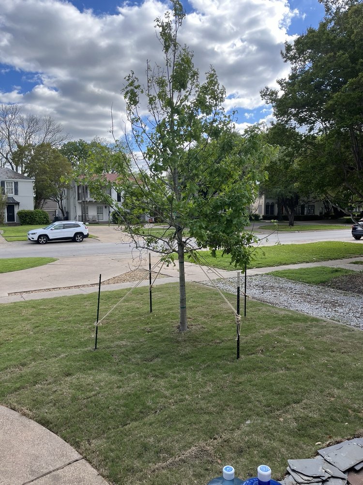 Yanez Tree and Lawn Care - tree service in Duncanville, TX