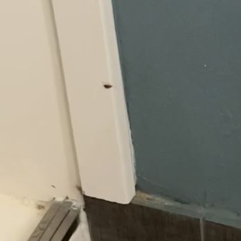 Clarion Pointe Wake Forest - Raleigh North - Cockroach on trim near shower - Hotels Near Me - Wake Forest, North Carolina