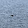 Photo of West Coast Aquatic Safaris