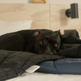 Field Station - Rivi enjoying the sleeping bag blanket - Campgrounds Near Me - Moab, Utah