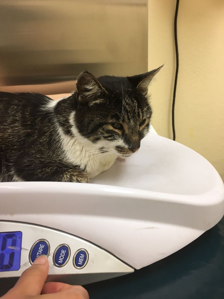 Pinole Pet Hospital Updated COVID19 Hours & Services 87 Photos