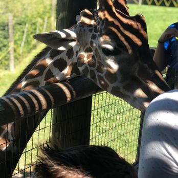 Fort Wayne Zoo - Giraffe!!! Fav part, feeding them is the best Lol - Zoos Near Me - Fort Wayne, Indiana Fort Wayne Zoo - Giraffe!!! Fav part, feeding them is the best Lol - Zoos Near Me - Fort Wayne, Indiana