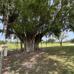 Vero Beach Country Club - A cool banyan tree and some of the course