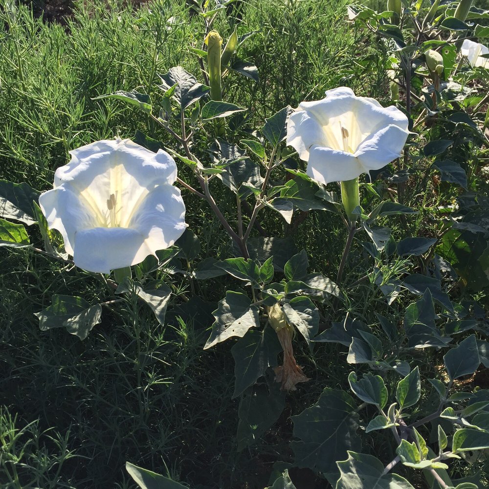 Bakersfield RV Park - Jimsonweed in bloom in the field next door. Poisonous plant.. Be careful - RV Parks Near Me - Bakersfield, California Bakersfield RV Park - Jimsonweed in bloom in the field next door. Poisonous plant.. Be careful - RV Parks Near Me - Bakersfield, California