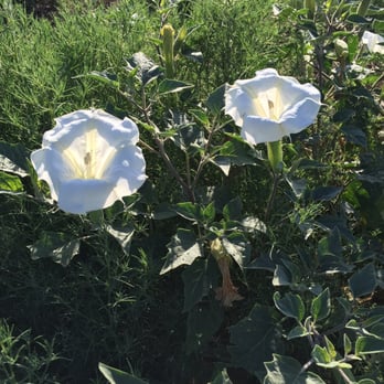 Bakersfield RV Park - Jimsonweed in bloom in the field next door. Poisonous plant.. Be careful - RV Parks Near Me - Bakersfield, California