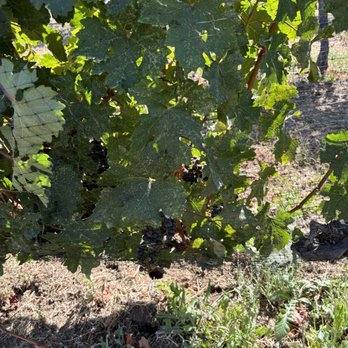 Cielo Farms - Venues & Event Spaces Near Me - Malibu, California