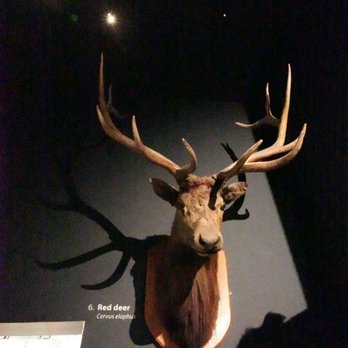 Weston Park Museum - Museums Near Me - Sheffield, XSY Weston Park Museum - Museums Near Me - Sheffield, XSY