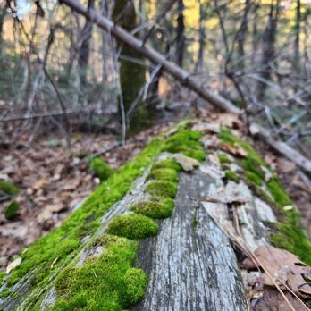 Willow Creek Trail - Hiking Near Me