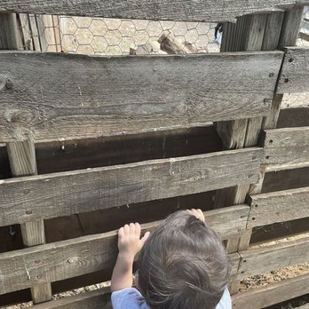 Keiki & Plow - Peeking to see the goats - Pick Your Own Farms Near Me - Honolulu, Hawaii Keiki & Plow - Peeking to see the goats - Pick Your Own Farms Near Me - Honolulu, Hawaii