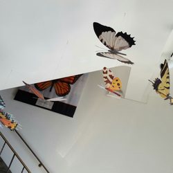 University of Colorado Museum of Natural History - Butterflies are free