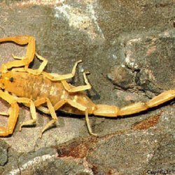 Baron Services - Bark Scorpion