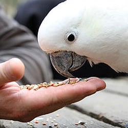 All About Critters - Hungry Cockatoo
